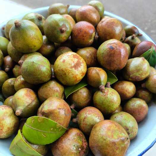 麻城市茶籽果新鲜野生油茶果山茶籽批发山茶籽新鲜野生天然油茶果现摘