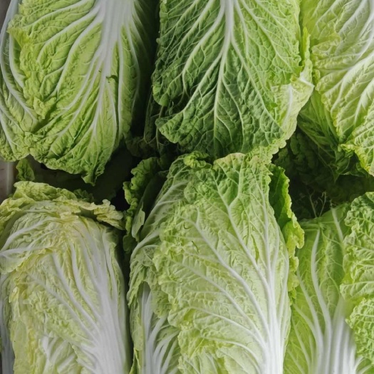 固原精品大白菜