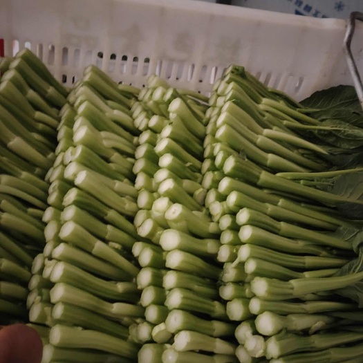 许昌圆叶菜心