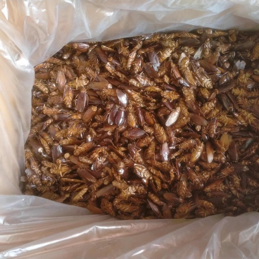 禄丰市美洲大蠊