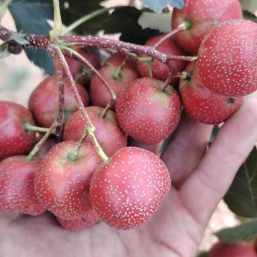 费县新鲜山东大金星山楂原产地直销费县现摘现发天然健康零食原材料