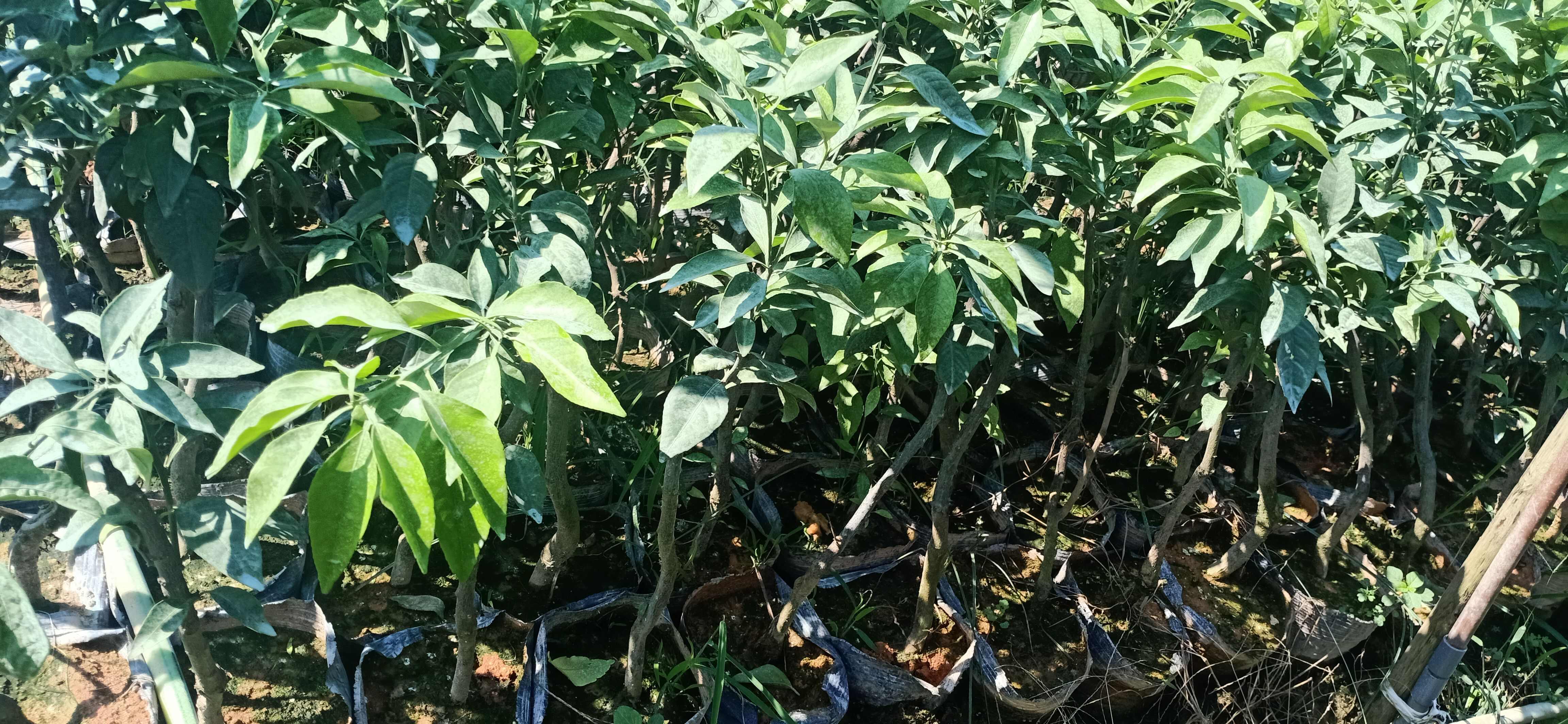 新品“红美人”蜜柚树苗新鲜出圃，现挖现发，包邮