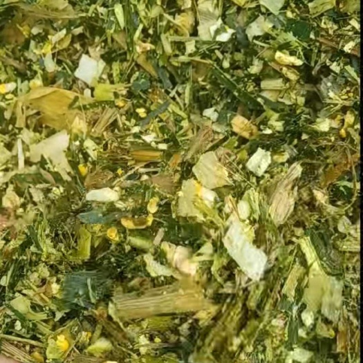 连平县玉米秸秆青储草料，方方正正质量上乘。