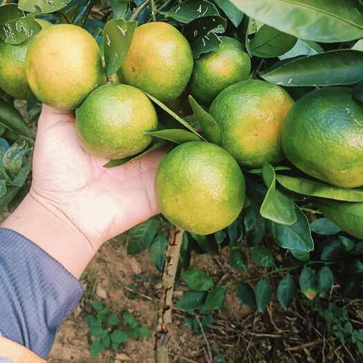 荆门柑橘、蜜橘大量有货……