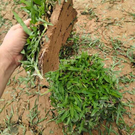惠州大叶油草