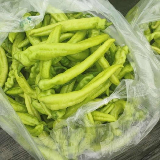 西华县优质黄皮椒