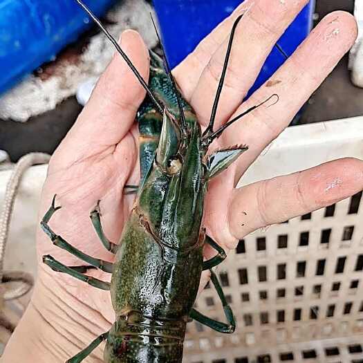 泸县澳洲淡水蓝龙虾基地鲜活直发