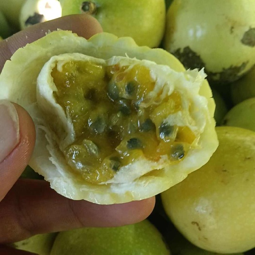 廉江市钦蜜9号百香果