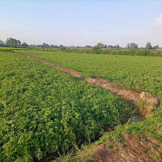 当阳市定制量白茎鱼腥草及其蔬菜
