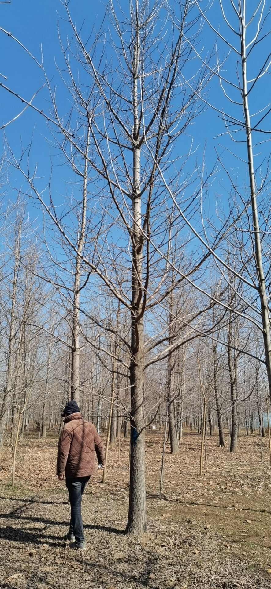银杏苗 银杏苗价格山东产地直发 高质量乔木绿化苗木