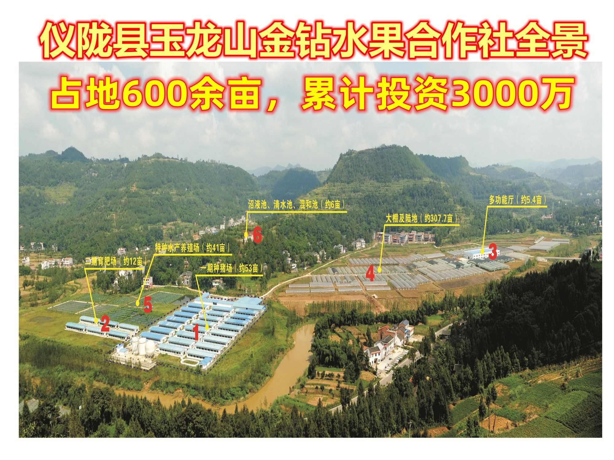 火龙果苗（新品种），红心火龙果苗，果大产量高，抗冻耐寒能力强