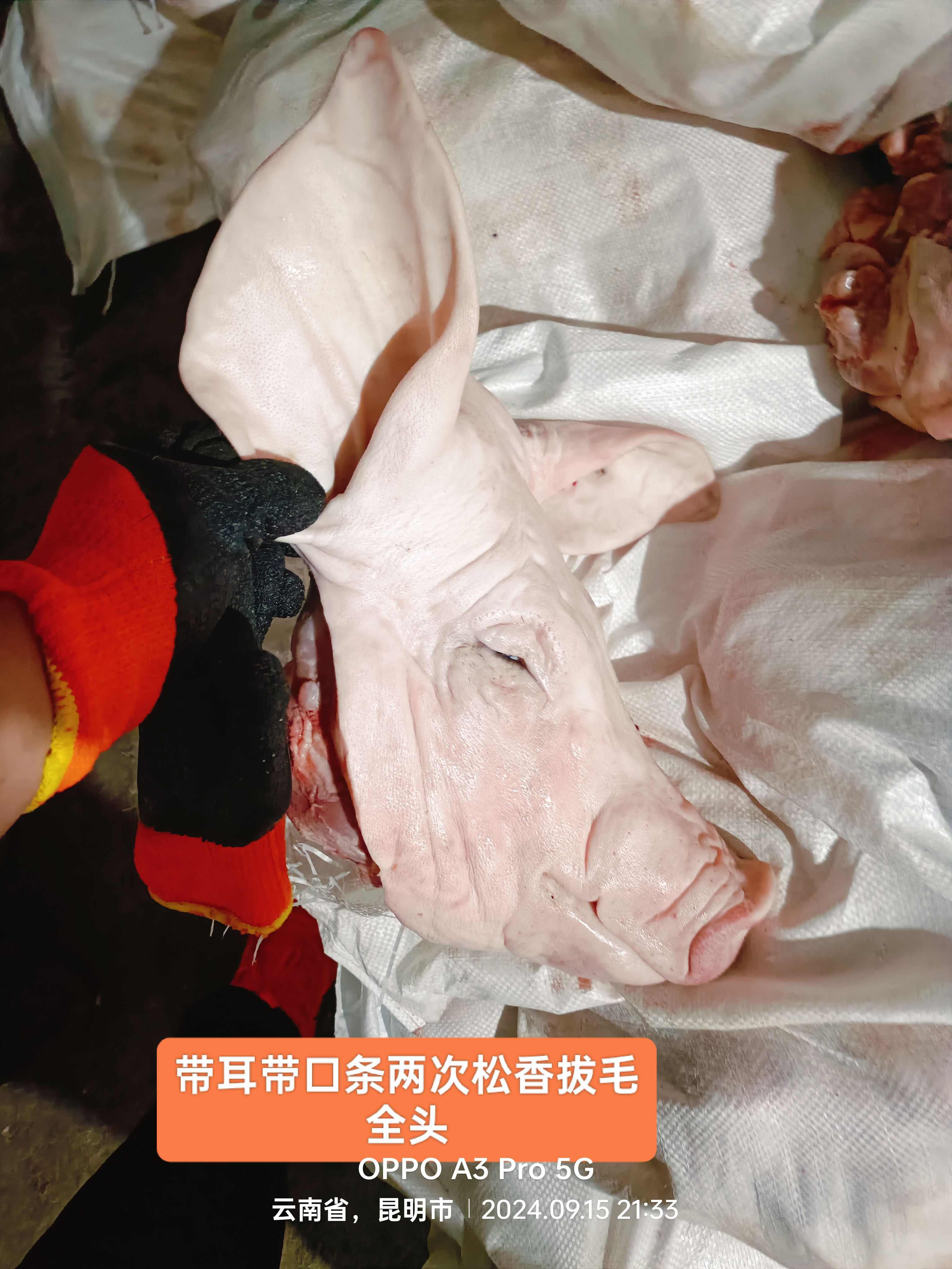 猪头，肥猪猪头