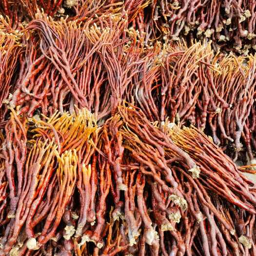 冠县鹿角灵芝（灵芝草），产地大货供应