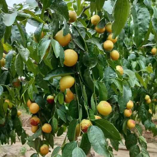 大荔县陕西大荔冬枣 大荔冬枣整车一件代发团购产地直发