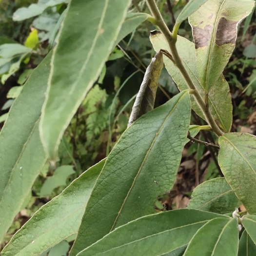 云南羊耳菊干货切片100斤