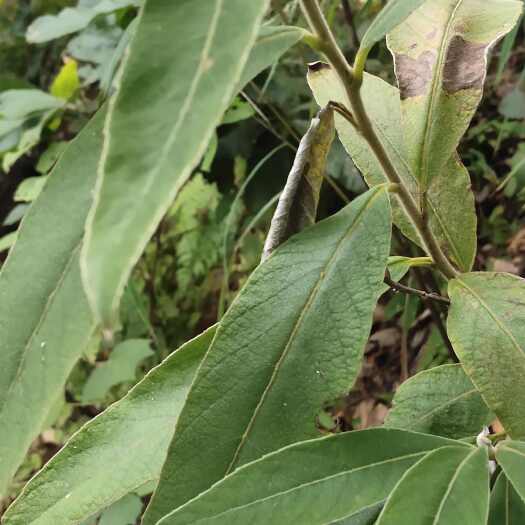 楚雄市云南羊耳菊干货切片100斤