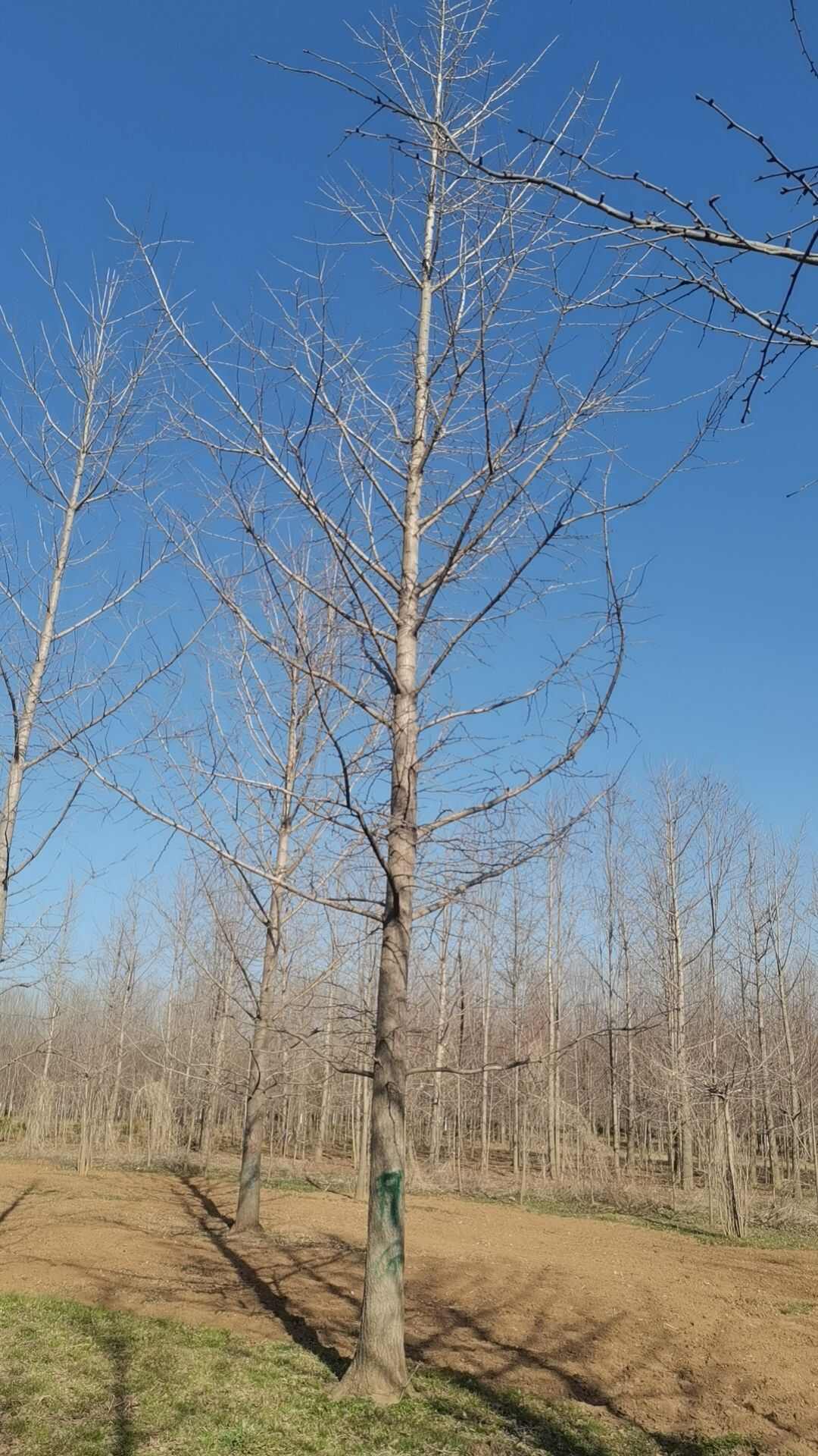 银杏苗 银杏苗价格山东产地直发 高质量乔木绿化苗木