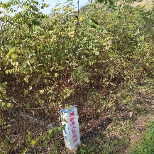 麟游县刺槐苗一、二年生的六百多万棵，全国发货