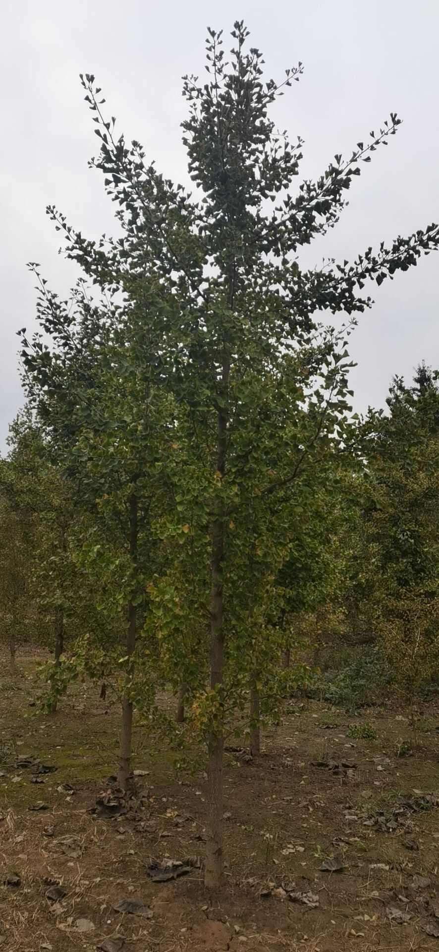 银杏苗 银杏苗价格山东产地直发 高质量乔木绿化苗木
