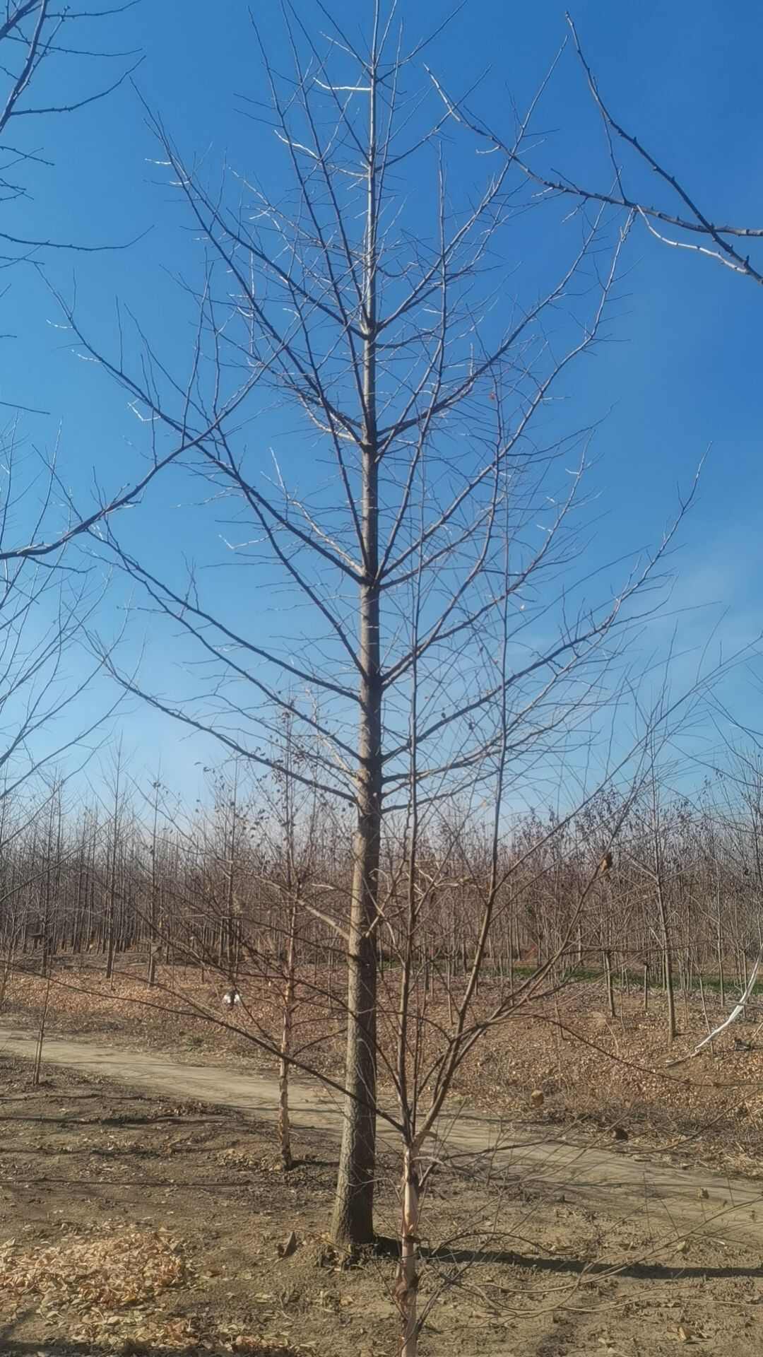 银杏苗 银杏苗价格山东产地直发 高质量乔木绿化苗木