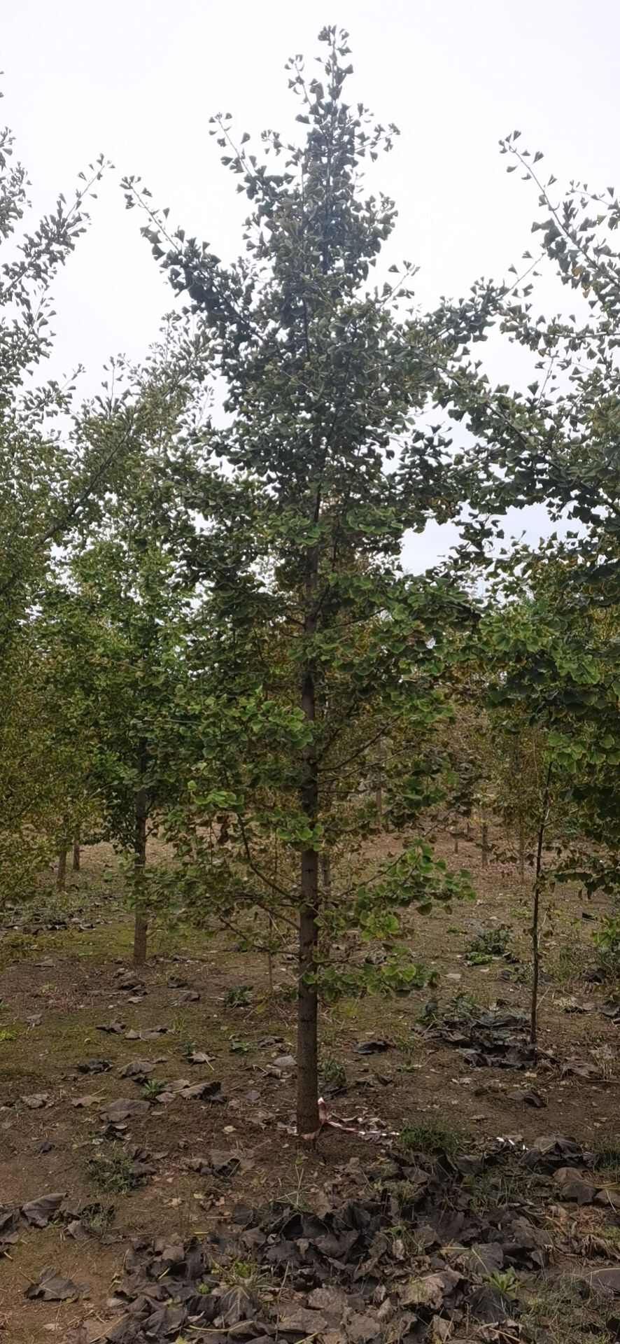 银杏苗 银杏苗价格山东产地直发 高质量乔木绿化苗木