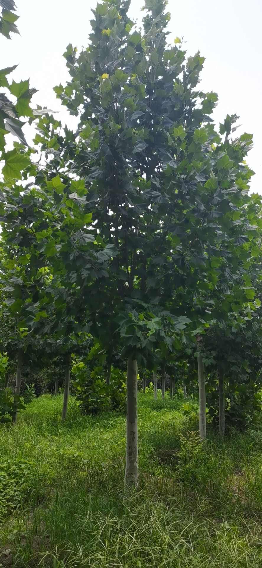 基地直销10-25公分法桐