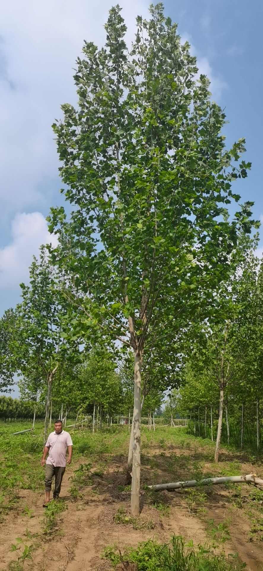 基地直销10-25公分法桐