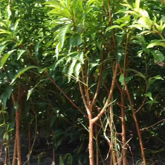 简阳市蜂糖李苗
