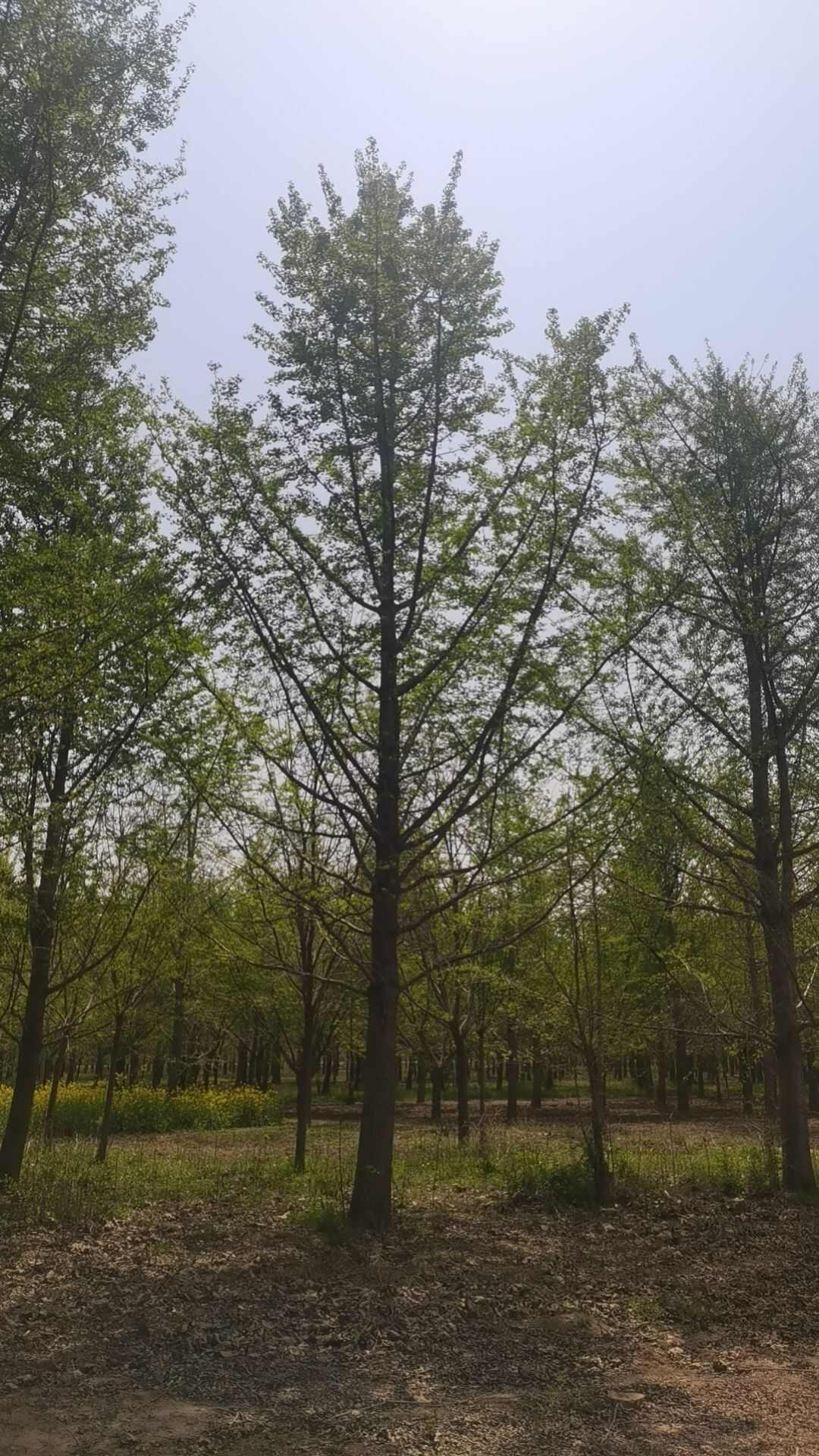 银杏苗 银杏苗价格山东产地直发 高质量乔木绿化苗木