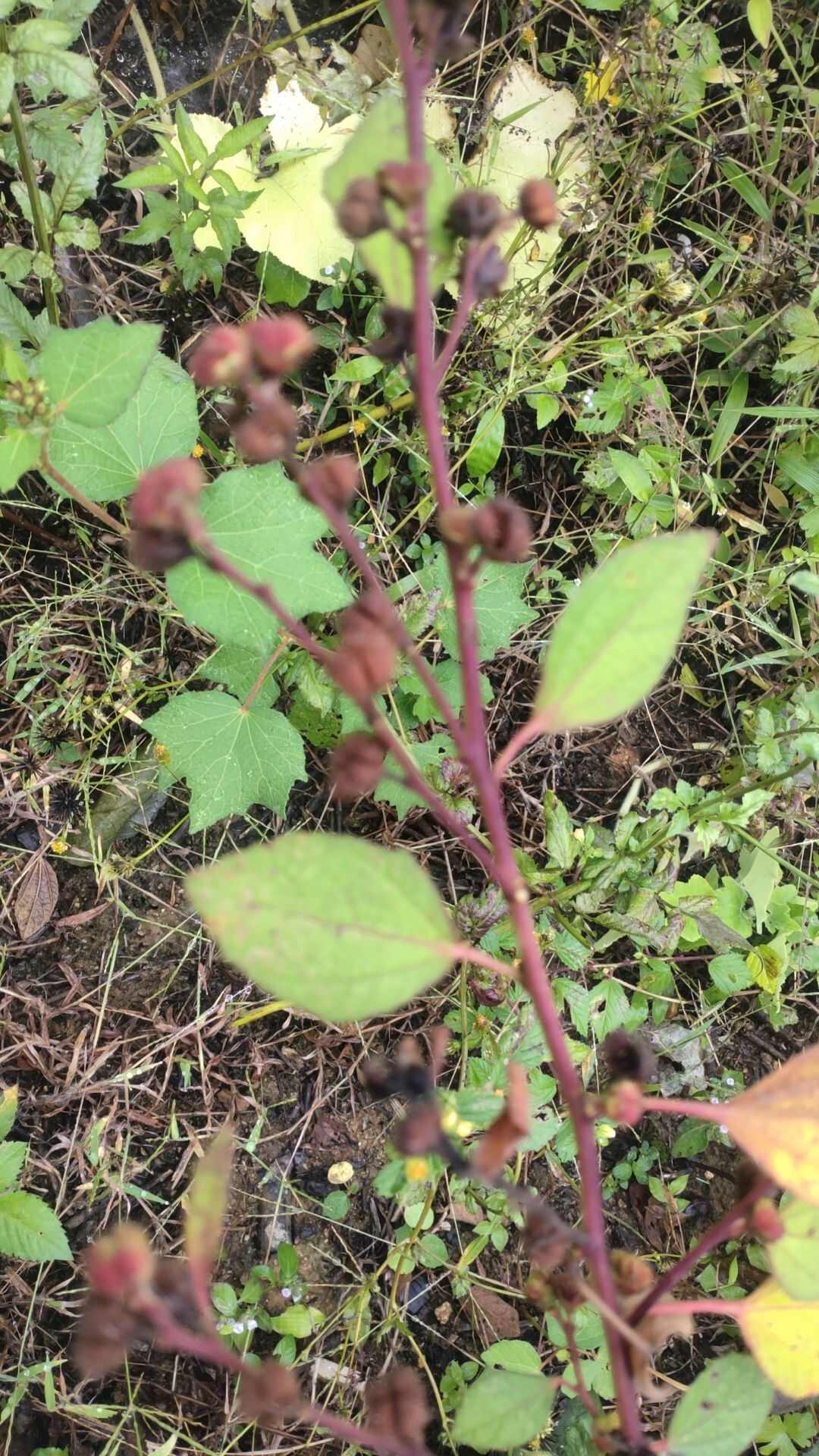 地桃花干货切货40斤