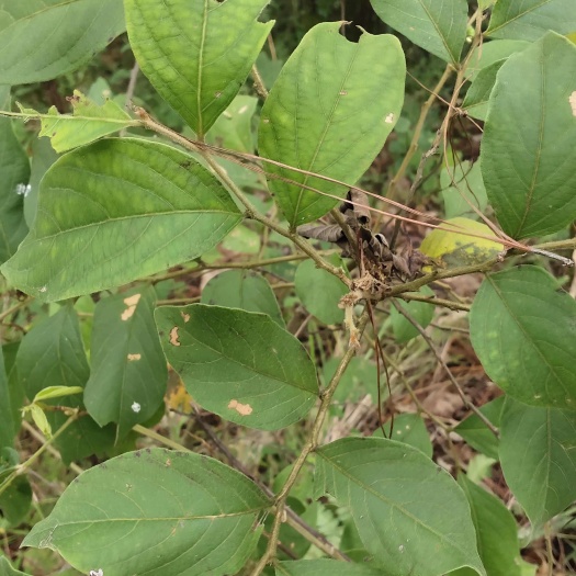 楚雄市云南算盘子根干货80斤