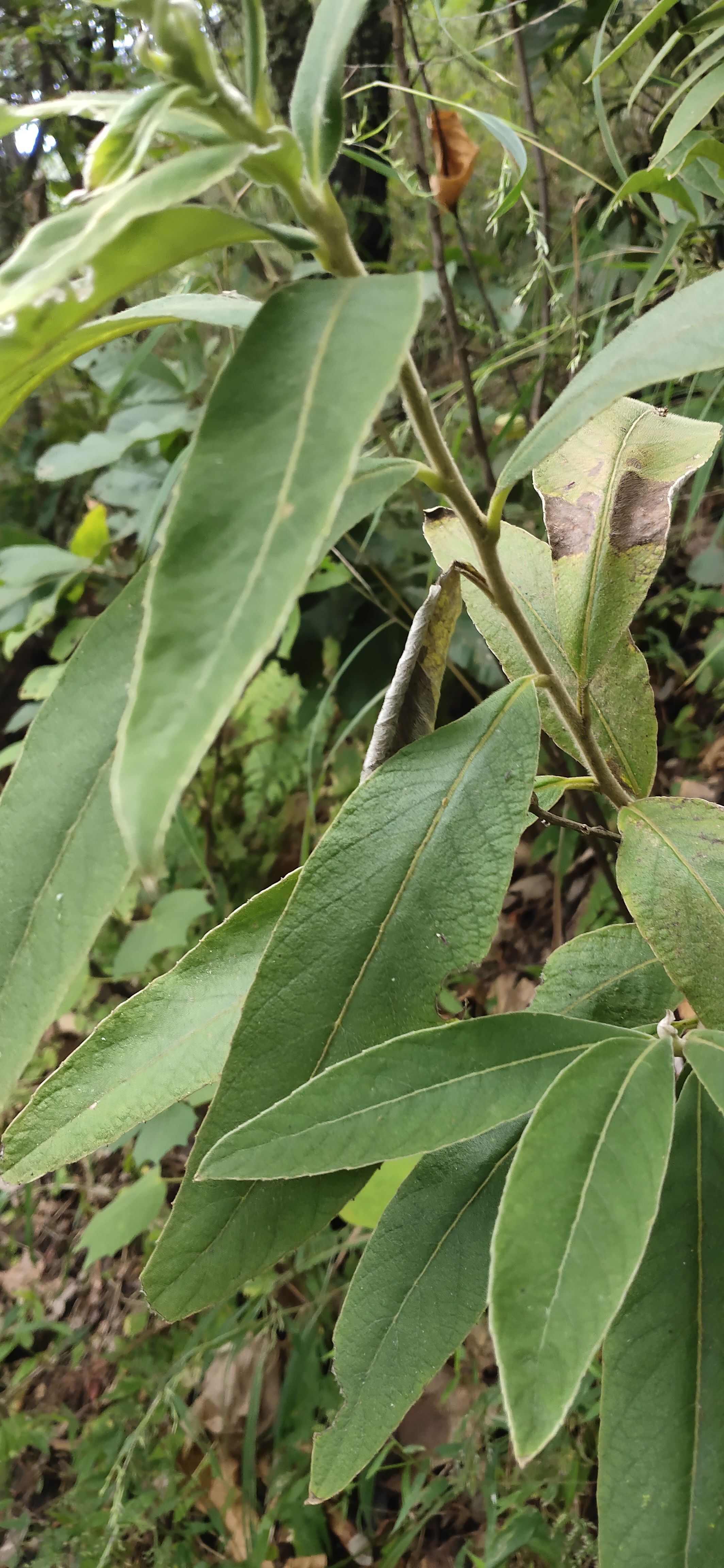 云南羊耳菊干货切片100斤