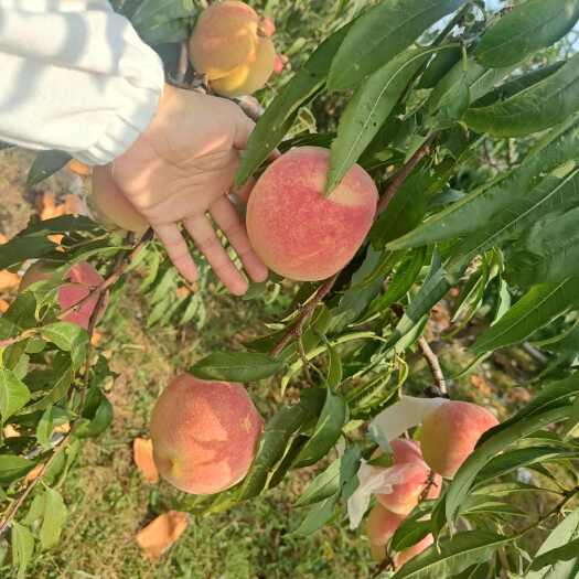 莒县映霜红桃子大量供应