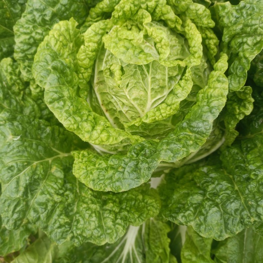 威宁县白菜