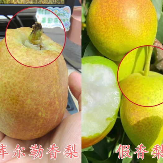 库尔勒市批发 库尔勒香梨 新疆直发 梨 水果