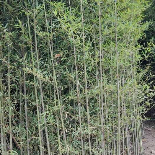 雅安人面竹 一手货源 基地直发