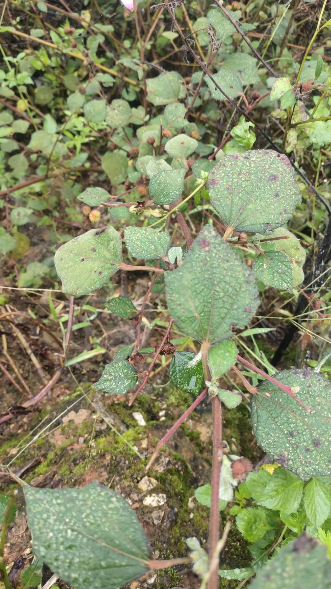 地桃花干货切货40斤