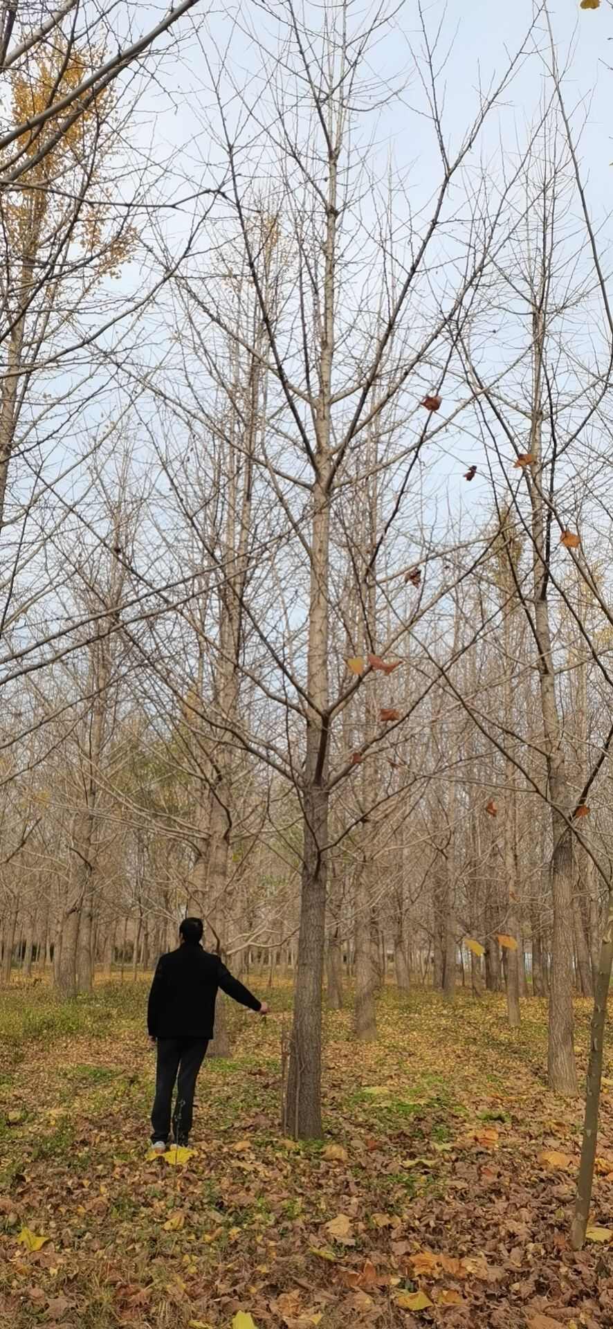 银杏苗 银杏苗价格山东产地直发 高质量乔木绿化苗木