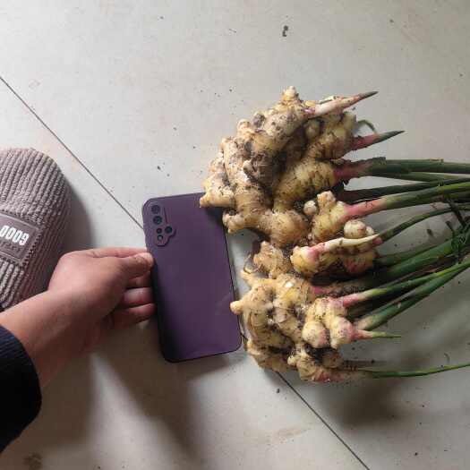 安顺贵州二黄姜（安顺平坝）
