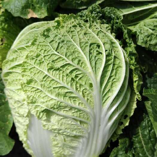 新野县黄心大白菜