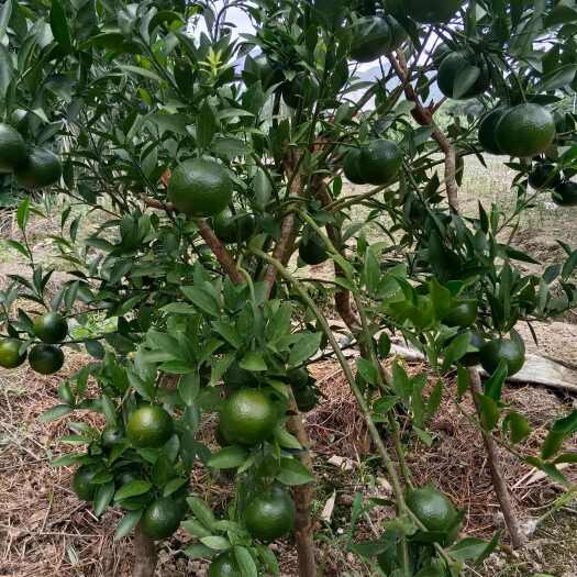 灵山县四会柑茶枝姑陈皮苗