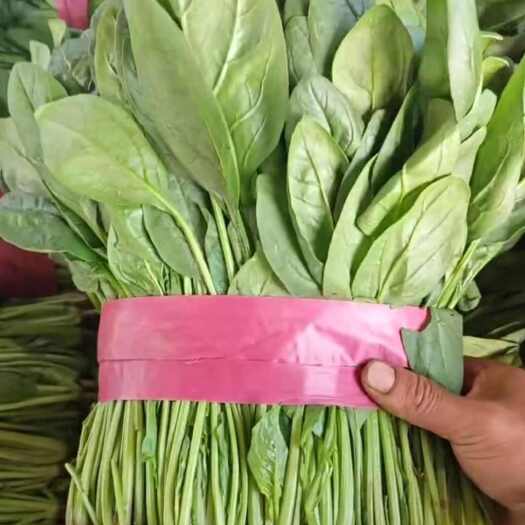 滑县精品大叶菠菜 蔬菜生产基地大量有货