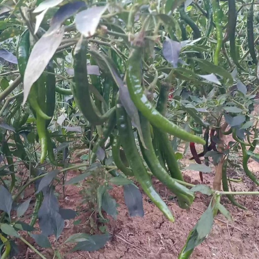 梓潼县新鲜四川二荆条辣椒来自绵阳梓潼优质蔬菜产区