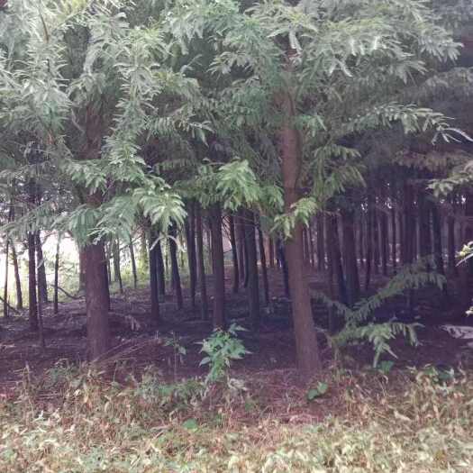 东海县中山杉8公分