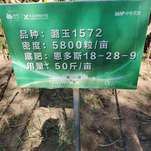 靖边县玉米