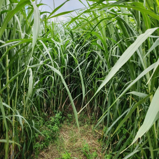 平南县牧草