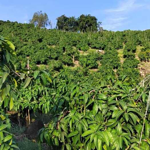 陵水县位于海南省陵水县，有两个芒果园要出售。均水电齐全。交通方便。