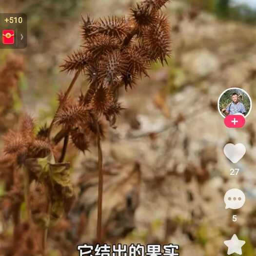 延津县苍耳子
