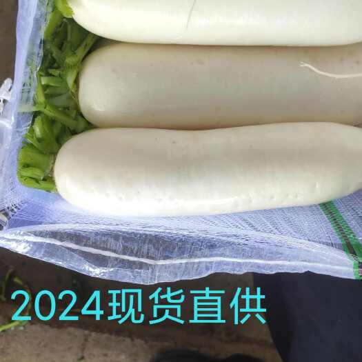 沙洋县湖北基地白萝卜，以质论价。拒绝不讲质量的低价流氓。