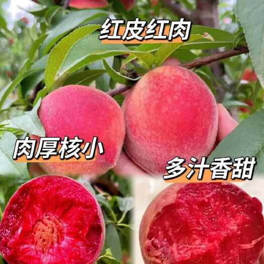 平邑县24号红肉血桃树苗